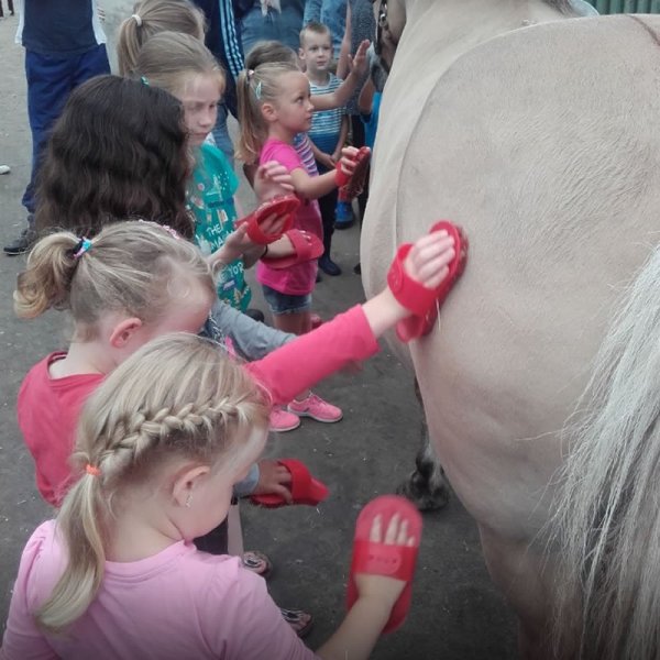 pony-kammen-boerderijcamping