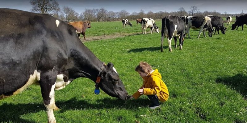 Kind-bij-koeien