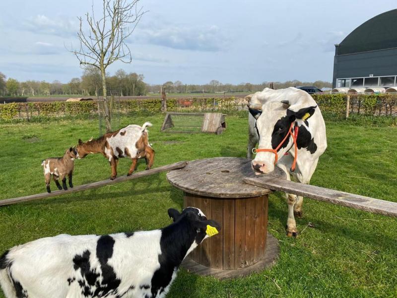 kinderboerderij-dieren