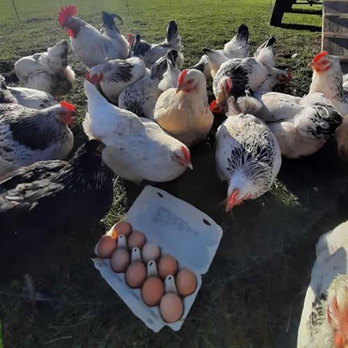 kippen-kinderboerderij-1