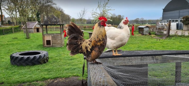 kippen-kinderboerderij