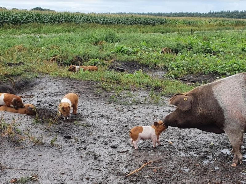 varkens-in-modder